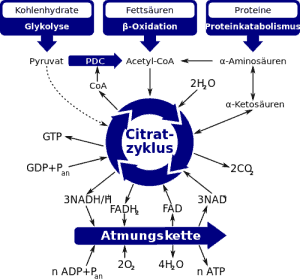 Citratcyclus