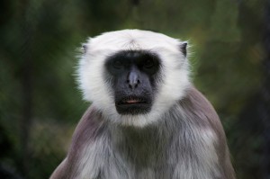 monkey-528185_1280