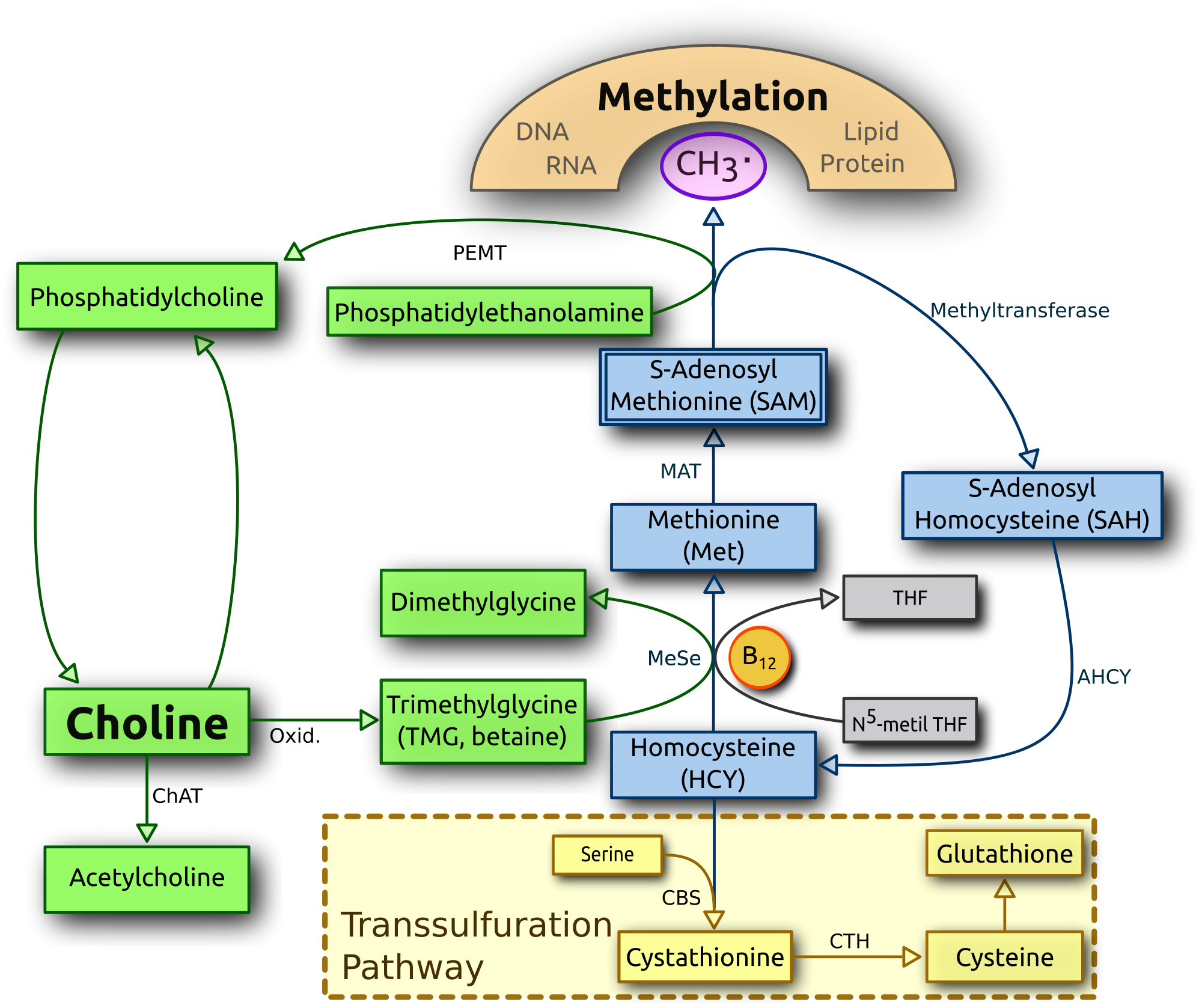 cholin-metabolismus