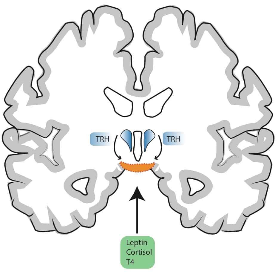 Schematische Darstellung eines Querschnitt des menschlichen Gehirns (coronal).