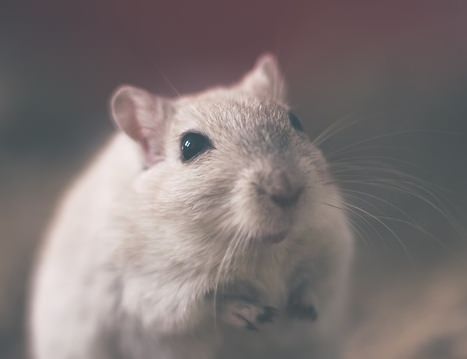 akt und gemäßtete mäuse