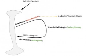 osteocalcin-vitamin-k-marker