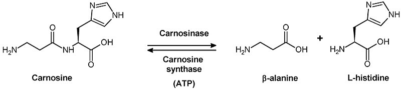 Carnosin chemische Struktur