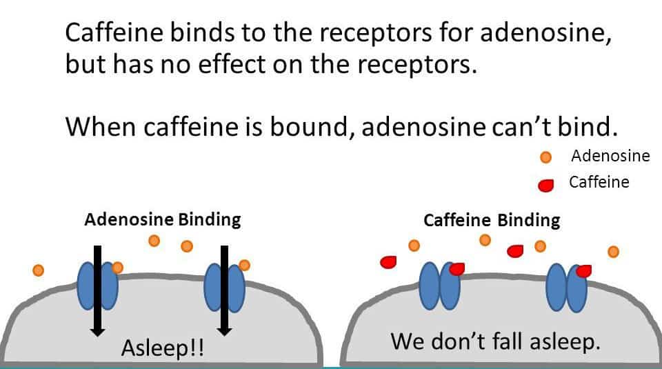 koffein adenosinrezeptor