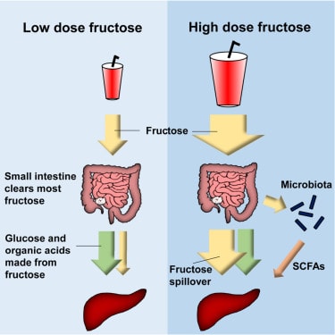 fruktose wird glukose im darm