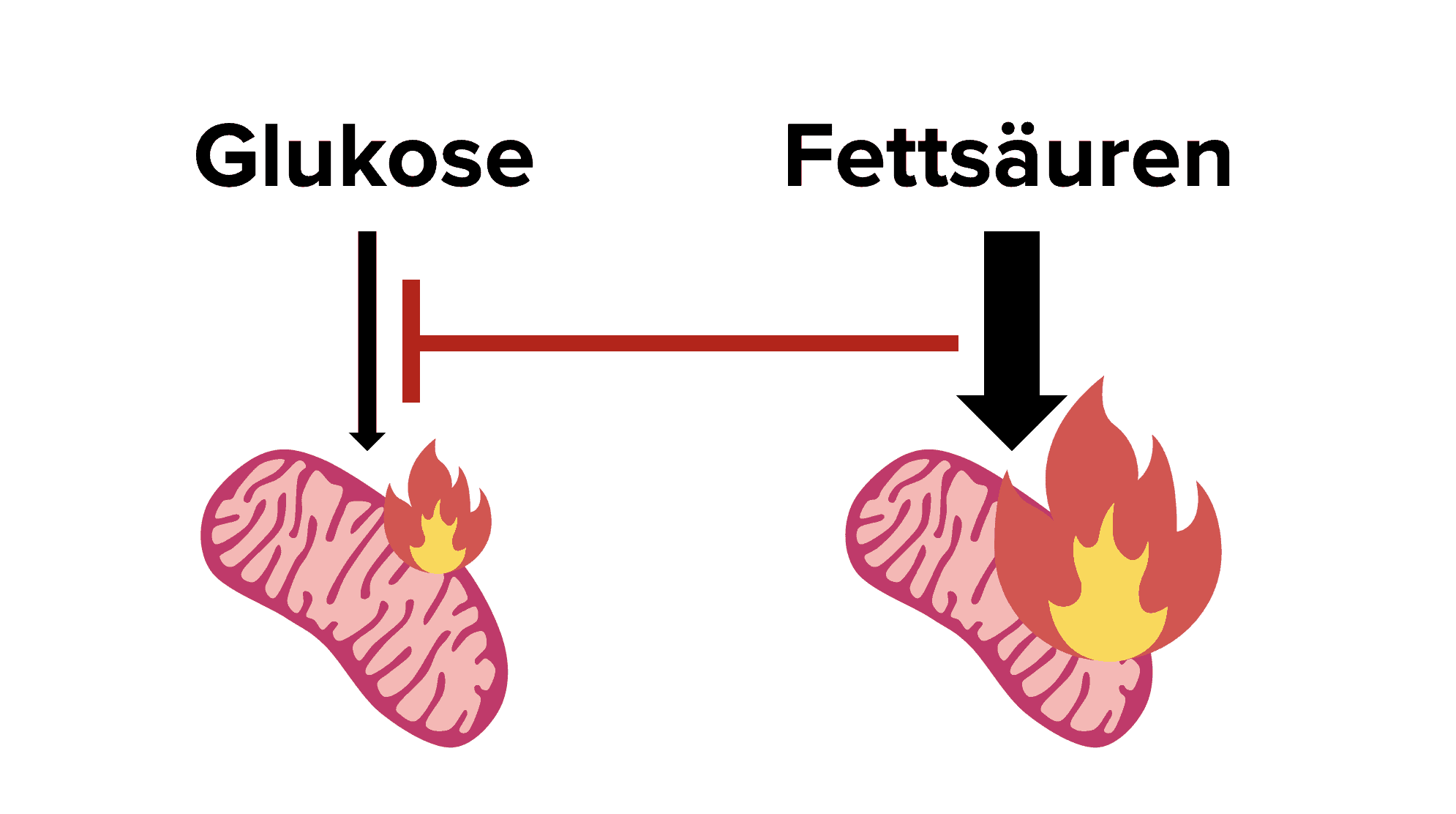 glukose fettsäuren zyklus