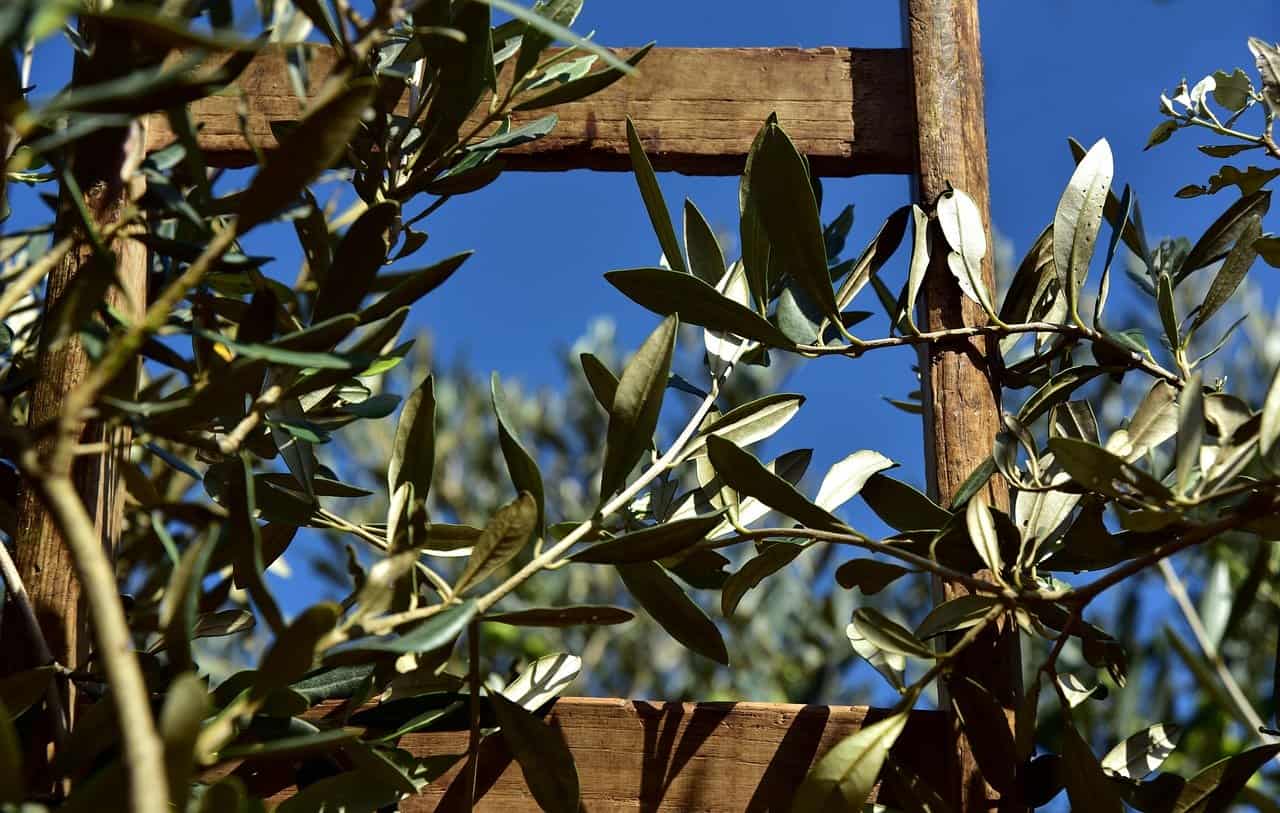 Vom Olivenblatt und der Schilddrüse