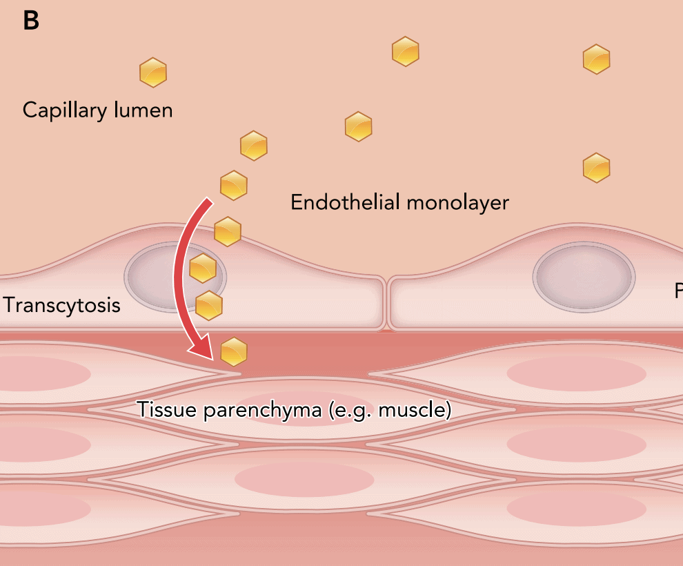 endothel transcytose