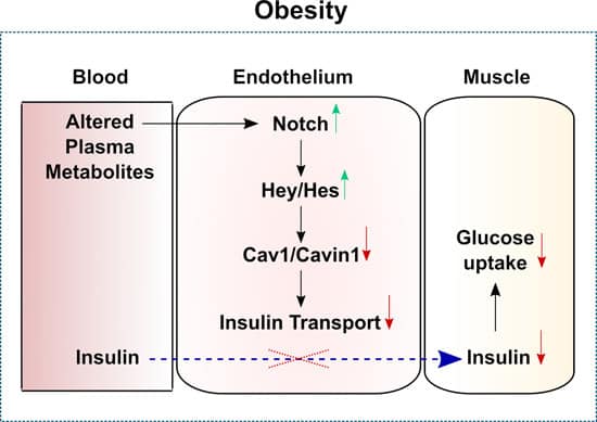 insulinresistenz endothel