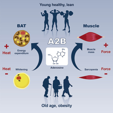 young lean healthy adenosin