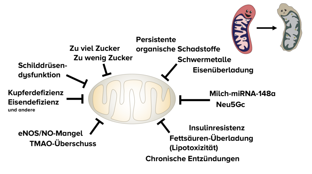 Kaputte Mitochondrien reparieren - Biochemie für dein genetisches Maximum