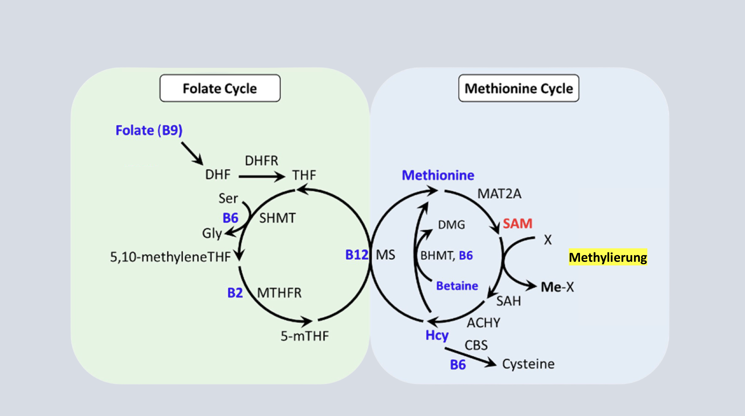 Mit Folat, B12 und B6 die Mitochondrien pimpen