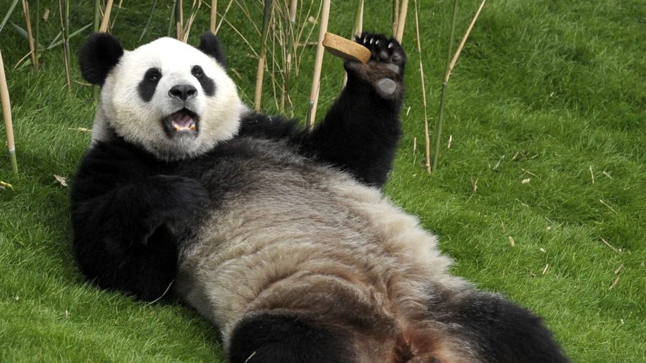 belgium china panda 1 1
