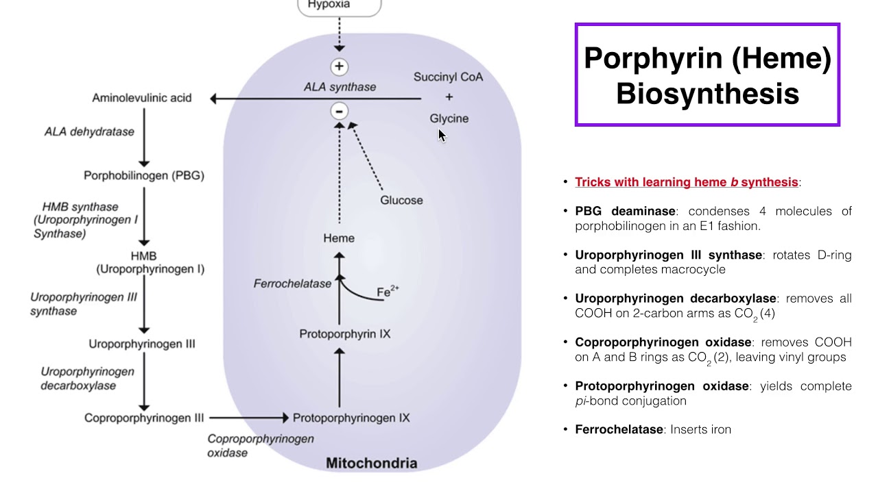 Heme Synthesis Synthesis Of Porphyrin Molecule vrogue.co