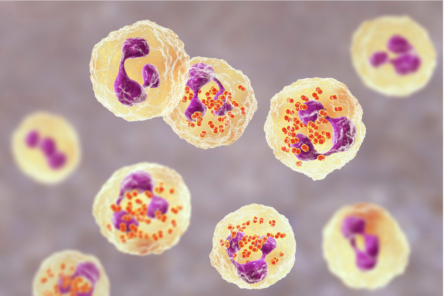 Wo Die Leistung Des Immunsystems Wirklich Steigt Und Fällt - Biochemie ...