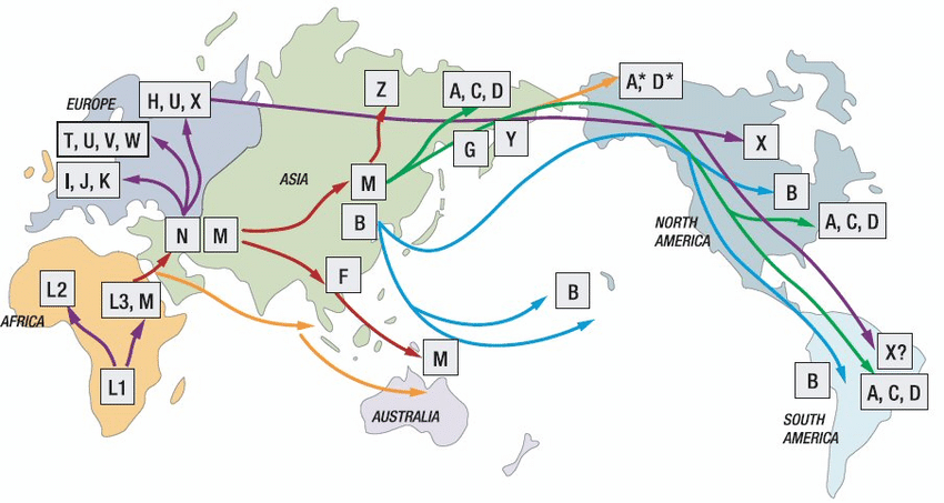 Evolutionary migration patterns of human mtDNA haplogroups wwwanthropologynet.ppm