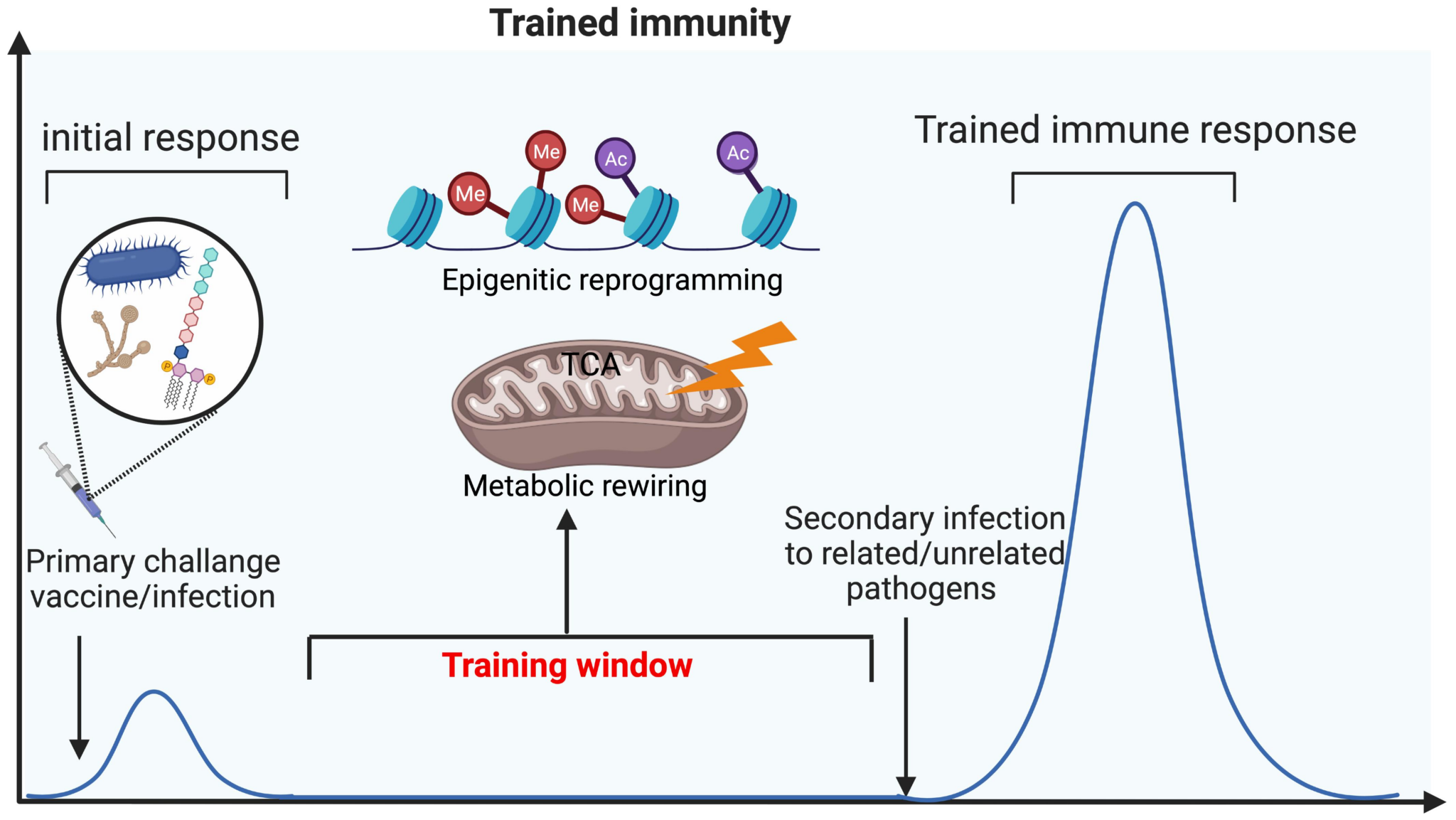 Wie Hafer Das Immunsystem Trainiert - Biochemie Für Dein Genetisches ...