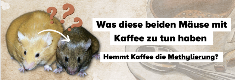 agouti methylierung kaffee