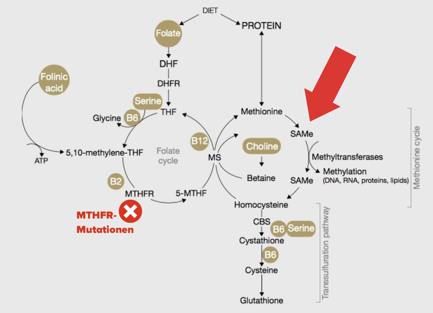 homocystein methylierung taurin mthfr