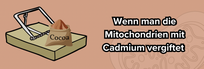 kakao cadmium mitochondrien