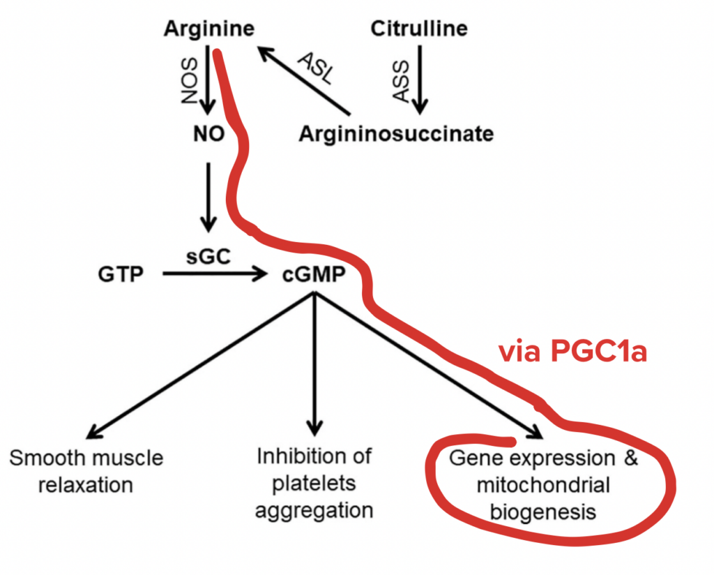 arginin cgmp no mitochondrien