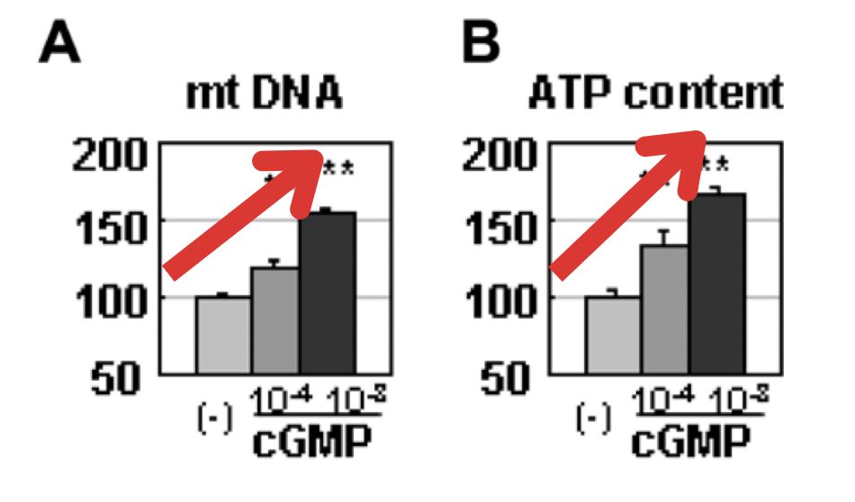 cGMP Mitochondrien ATP Energie