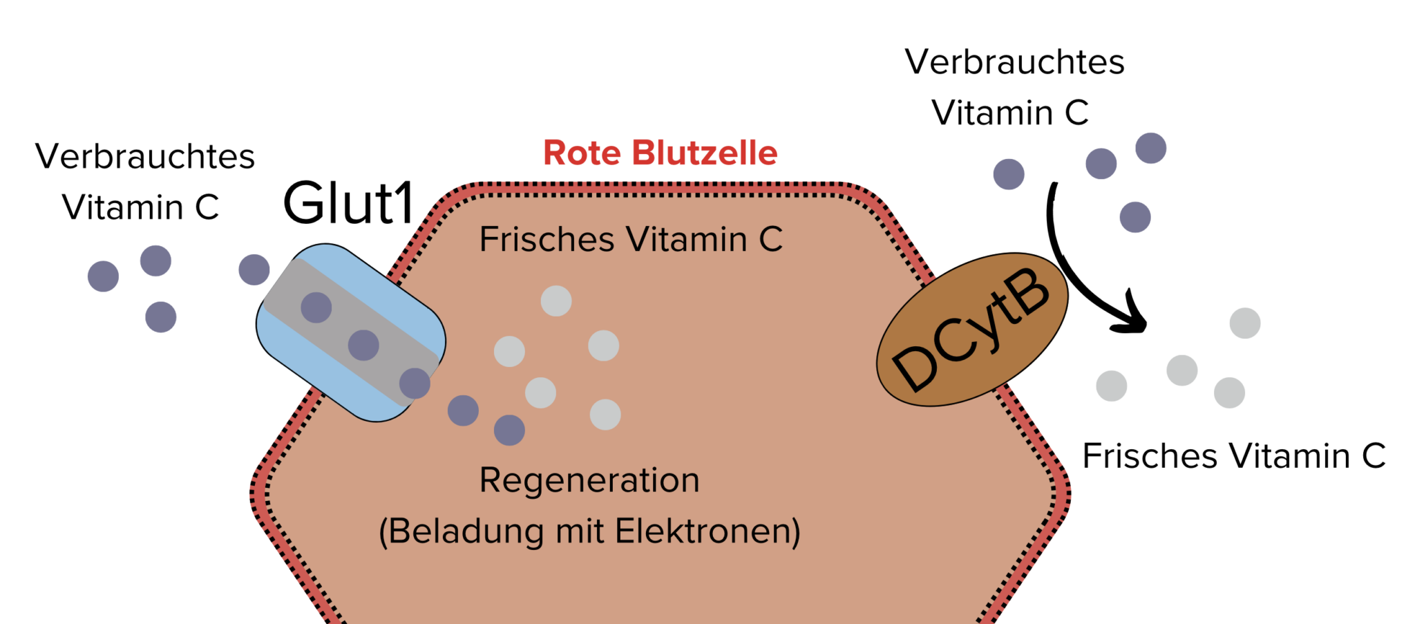 Kann Der Mensch Vitamin C Selbst Produzieren genetisches-maximum.de