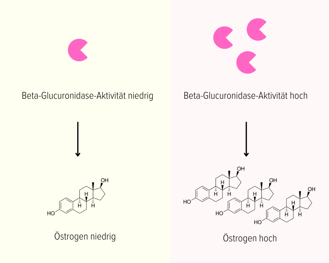 Beta Glucuronidase Aktivität