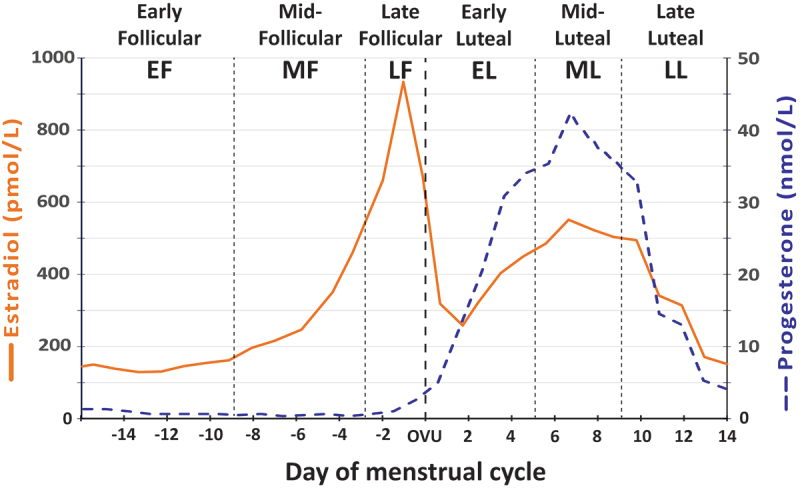 menstrual cycle