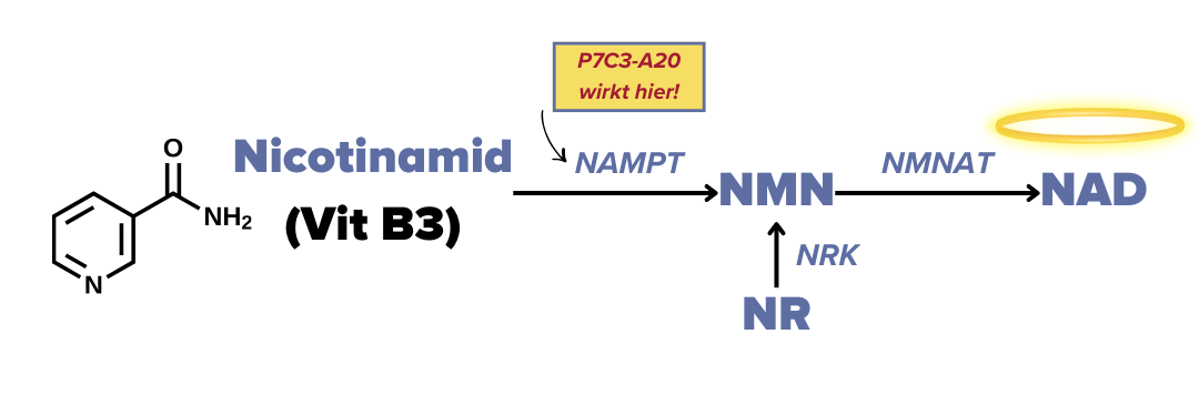NAD Synthese