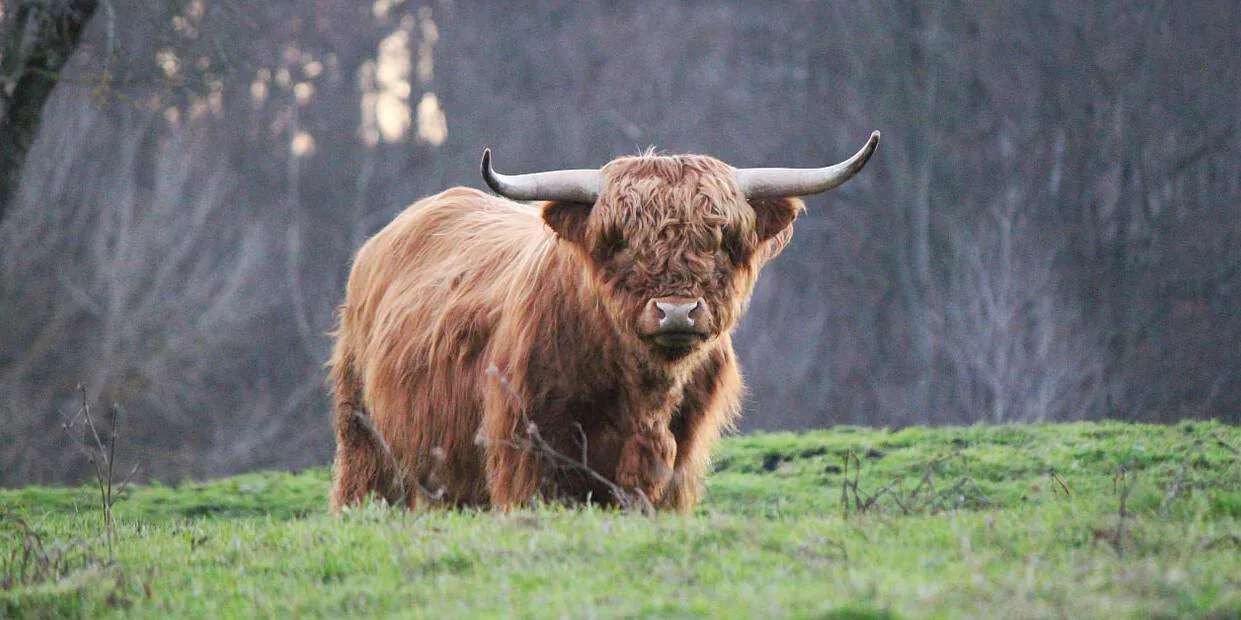Taurin – Viel mehr als Stierhoden