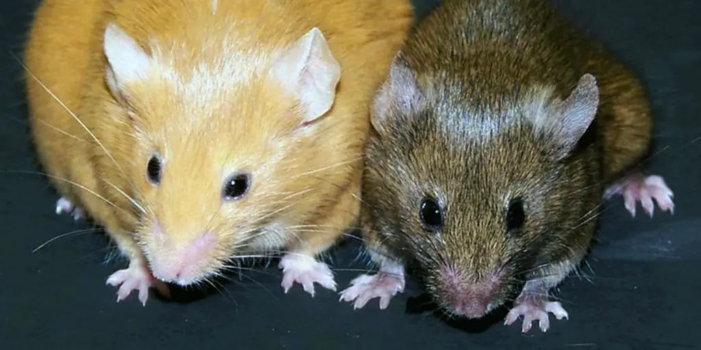 Epigenetik: Leben und Tod selbst in der Hand?