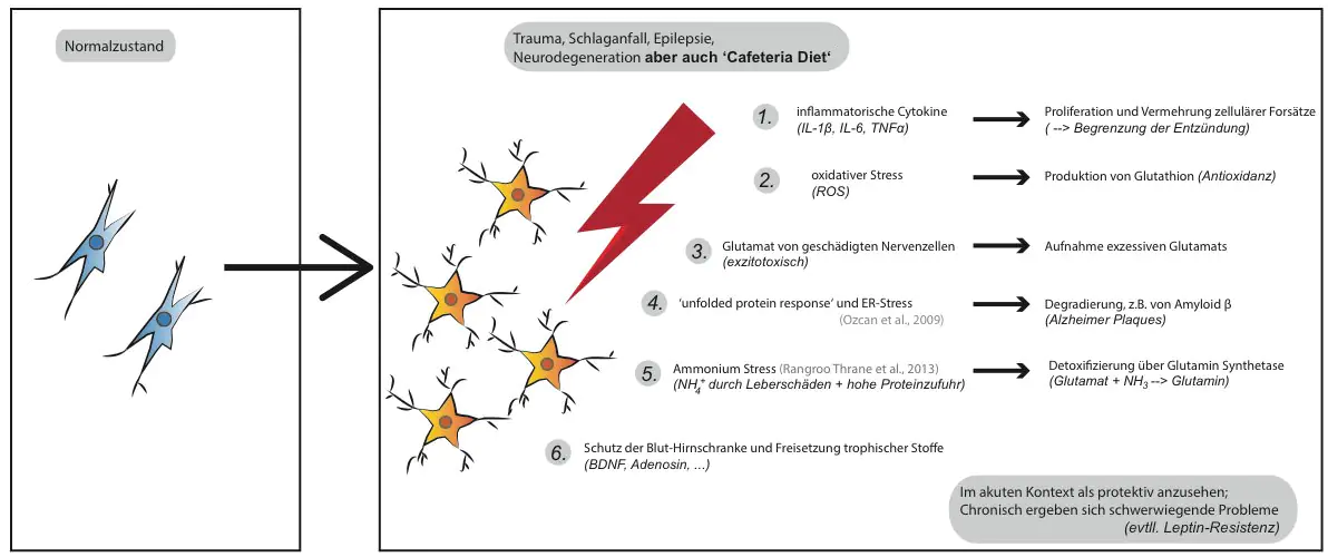 so entstehen glia-narben