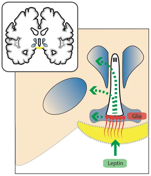 transport von leptin schematische darstellung