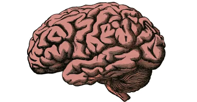 Das Low-T3-Syndrom aus der Neuroperspektive