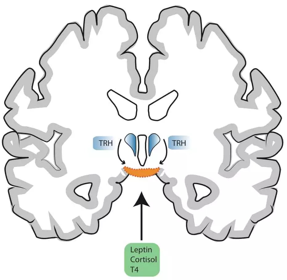 Schematische Darstellung eines Querschnitt des menschlichen Gehirns (coronal).