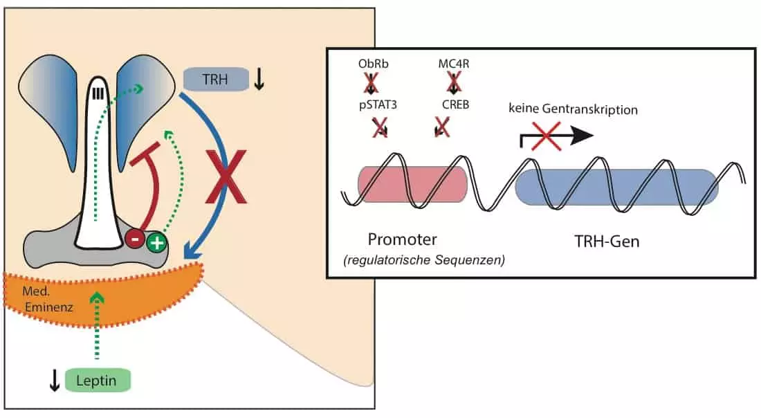 Auswirkung eines Leptinmangels auf die TRH-Produktion