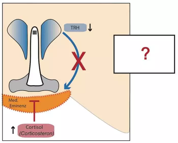 Auswirkung der Glucocorticoide auf die TRH-Produktion