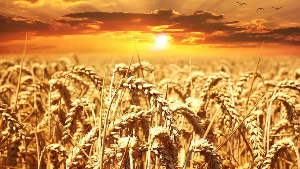 Gluten: Kann der Verzicht beim Abnehmen helfen?