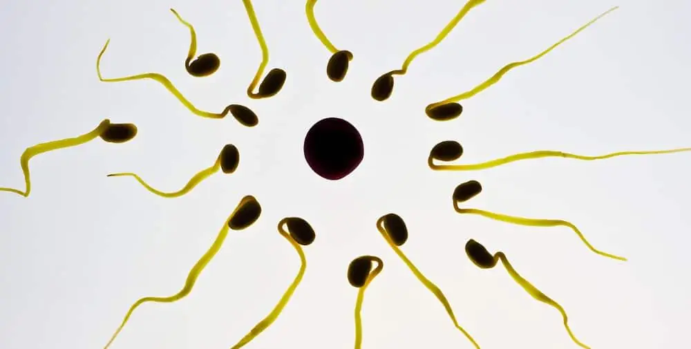 Wie du mit Zink dein Testosteron steigerst und deine Spermienanzahl verdoppelst