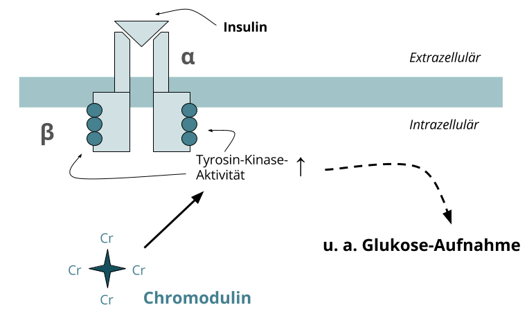 Chrom & Insulinsensitivität Chrom und Insulin