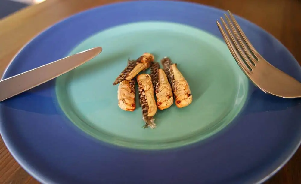 Insekten essen – Die alternative Eiweißquelle von morgen?