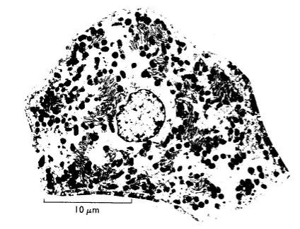 magnesium-bild-handbuch