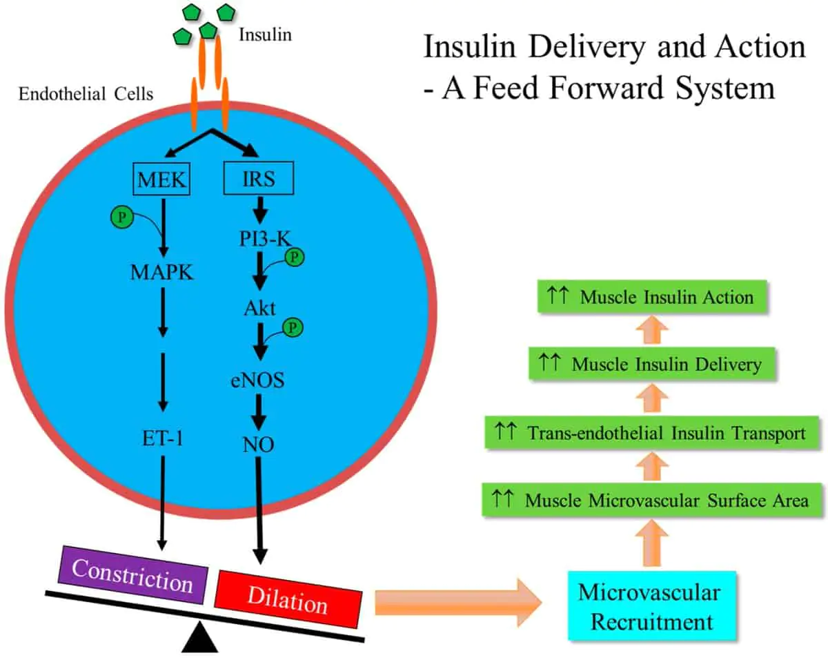 no insulin sensitivität