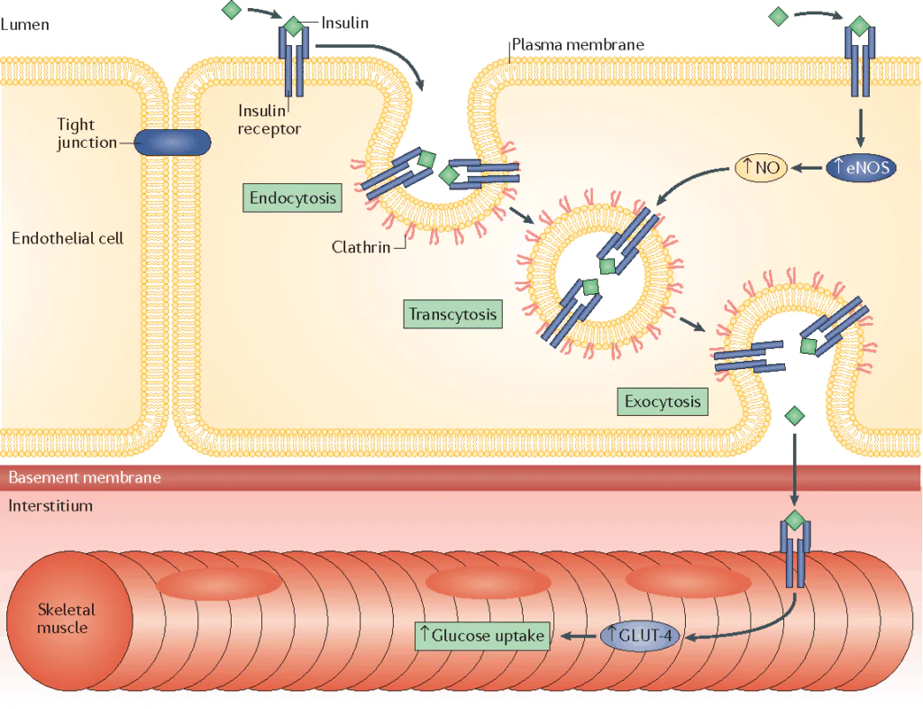 transendothelial insulin