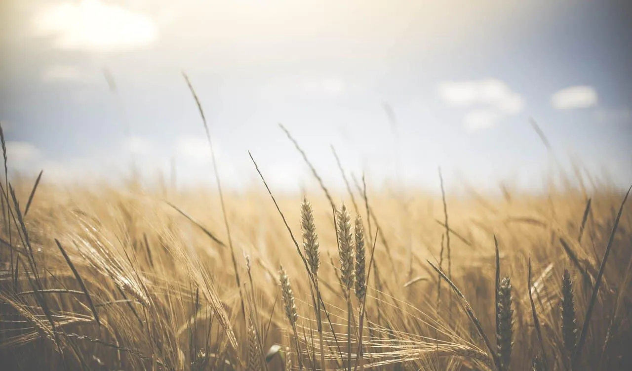 Das sonderbare Gluten