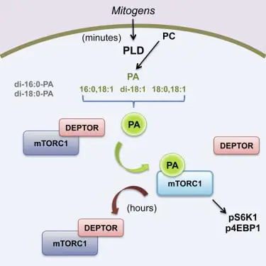 mTOR aktivierung durch phosphatidsäure mTOR aktivierung durch phosphatidsäure