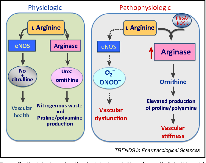 arginase no arginin arginase no arginin
