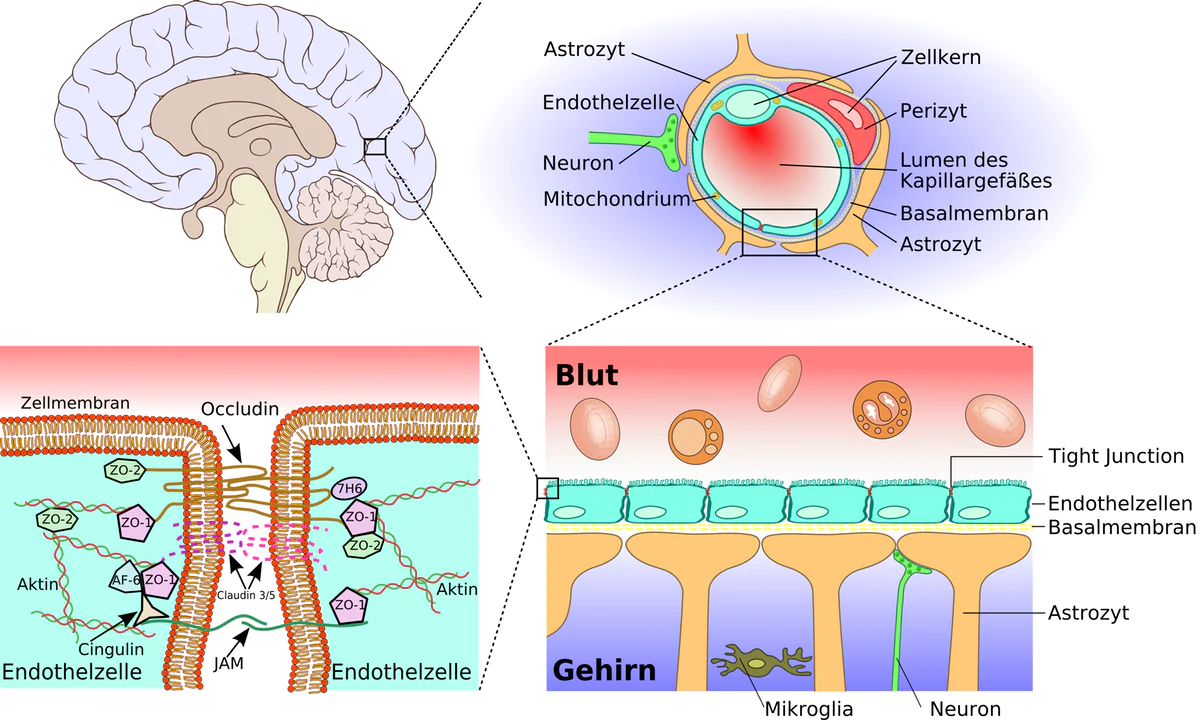 Leaky gut – leaky brain?