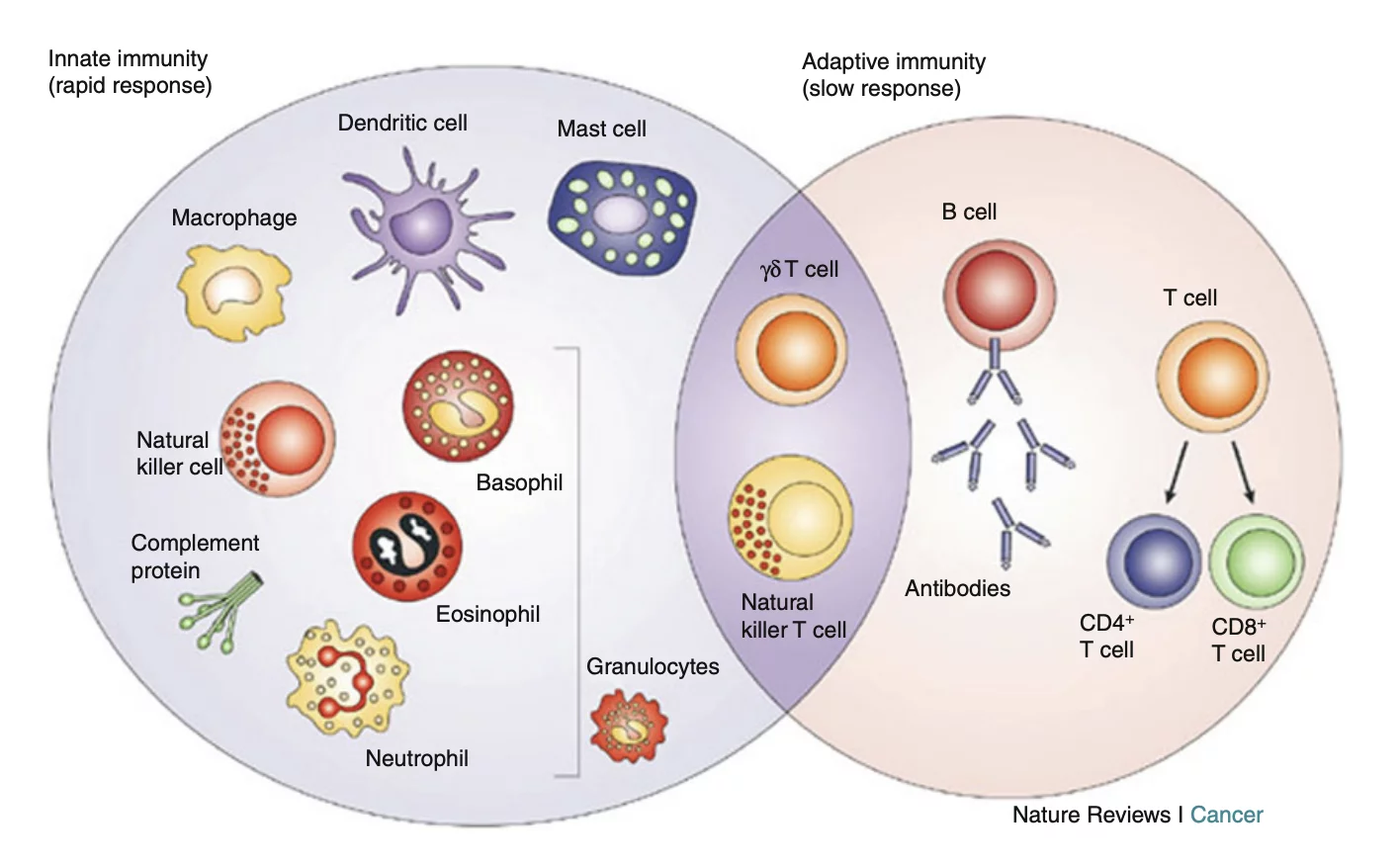 Dein Immunsystem verstehen